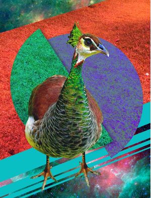 PEACOCK STYLE