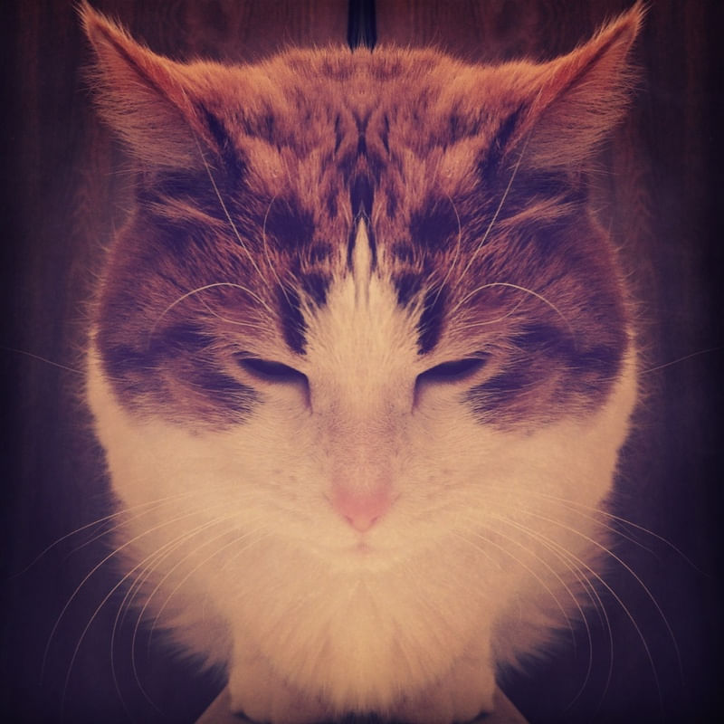 SYMMETRICAL FELINE