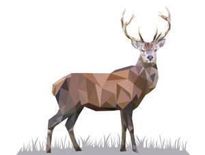 NATUREZA DE TRIÂNGULOS - VEADO