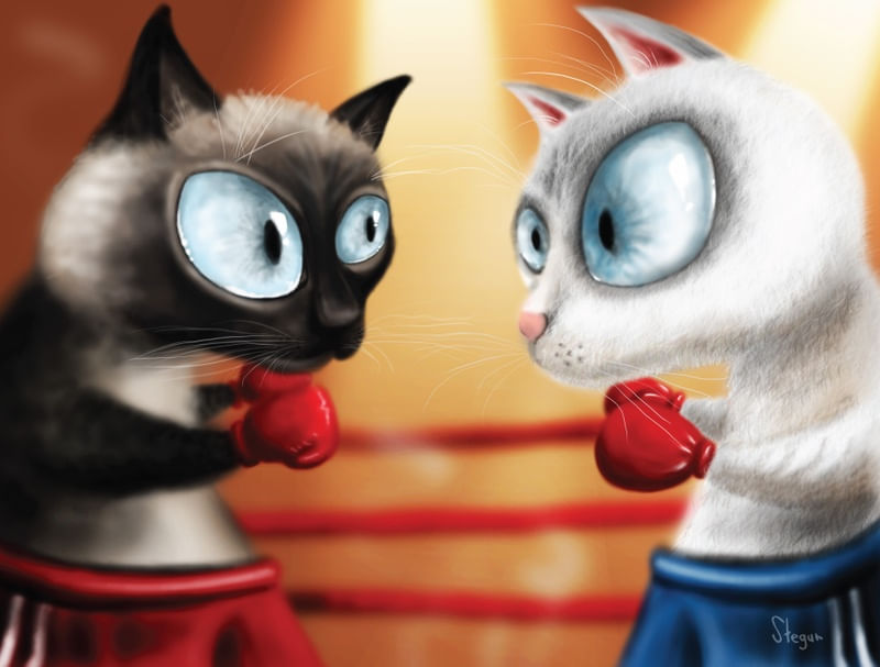 FIGHT