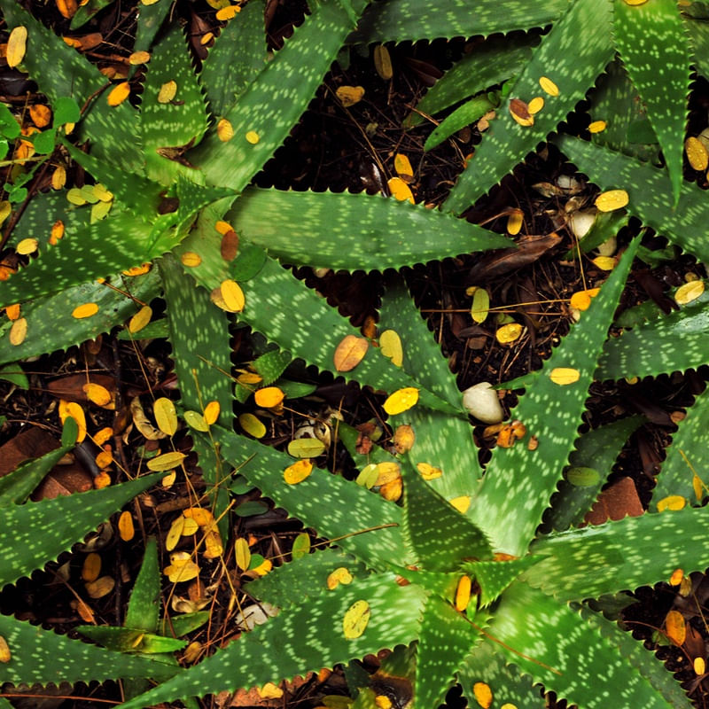 GREEN AND YELLOW