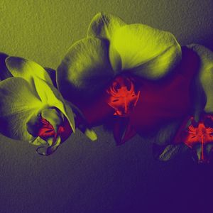 NEON II