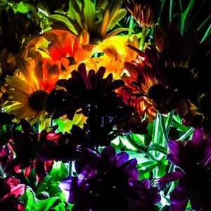 LUZ FLORAL
