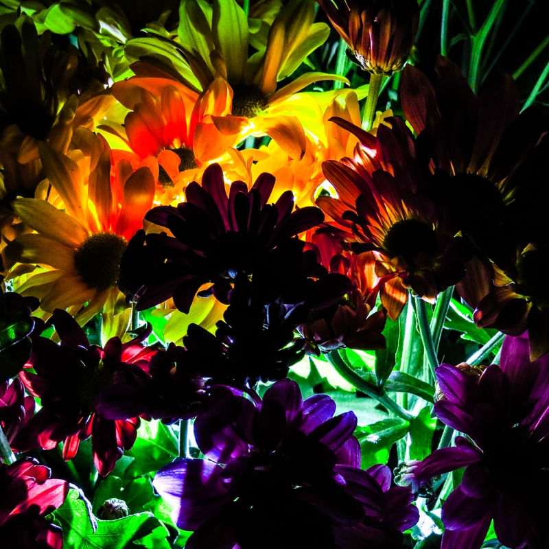 LUZ FLORAL