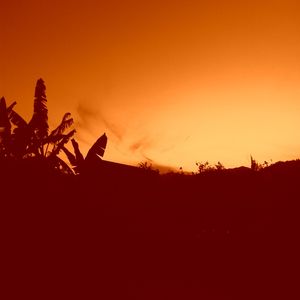 BANANEIRA RED
