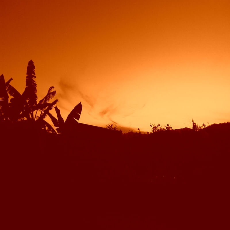 BANANEIRA RED