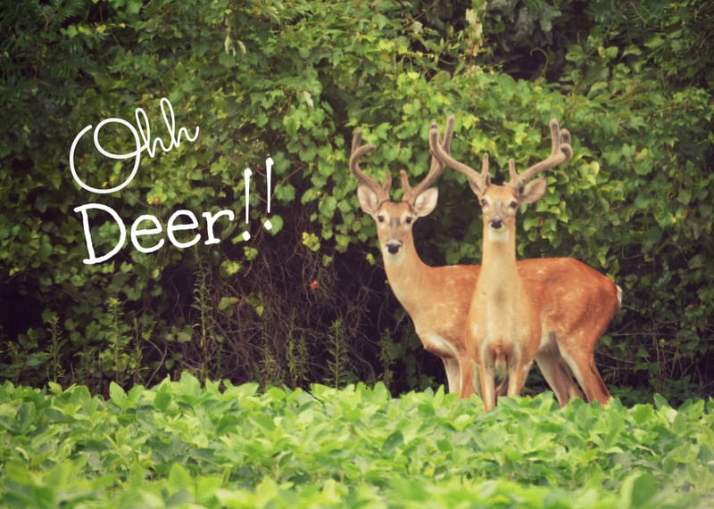 OHH DEER!