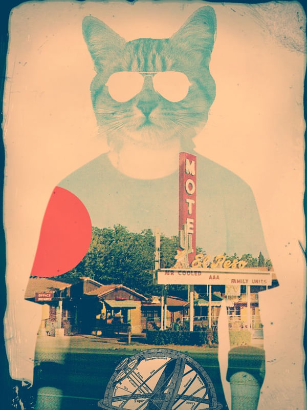 COOL CAT
