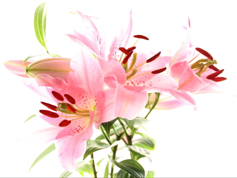 FLOR NA JANELA Nº1