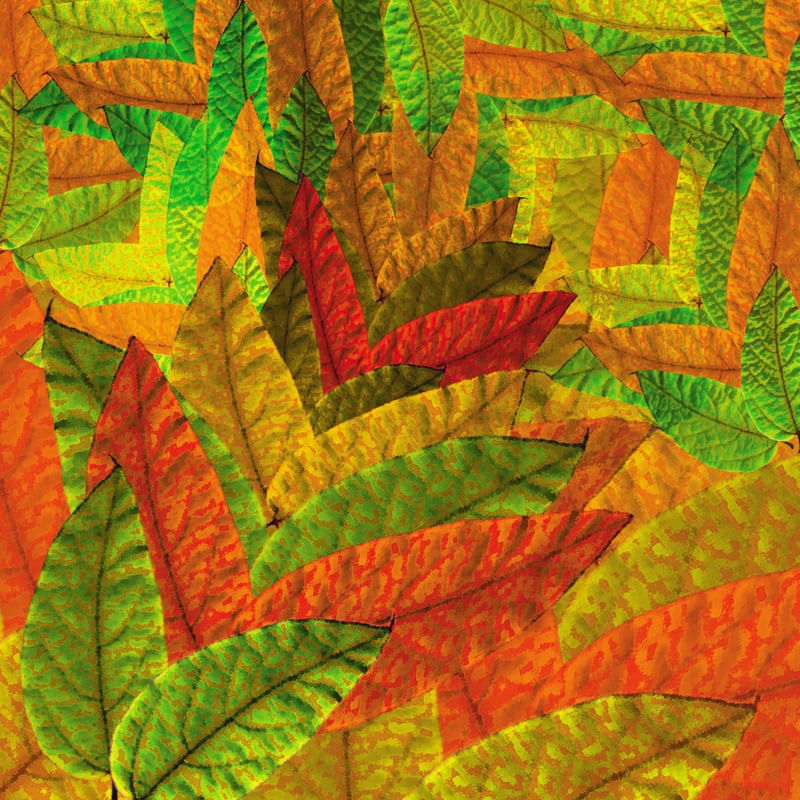 OUTONO DAS CORES