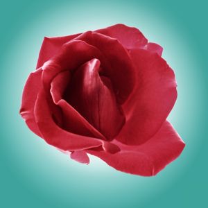 ROSA E TURQUESA Nº2