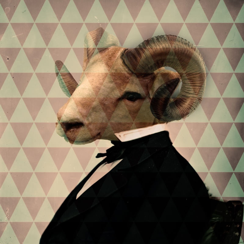 CLASSY GOAT