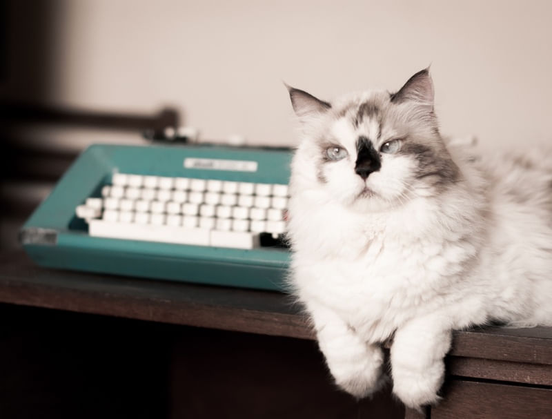 CAT WRITER