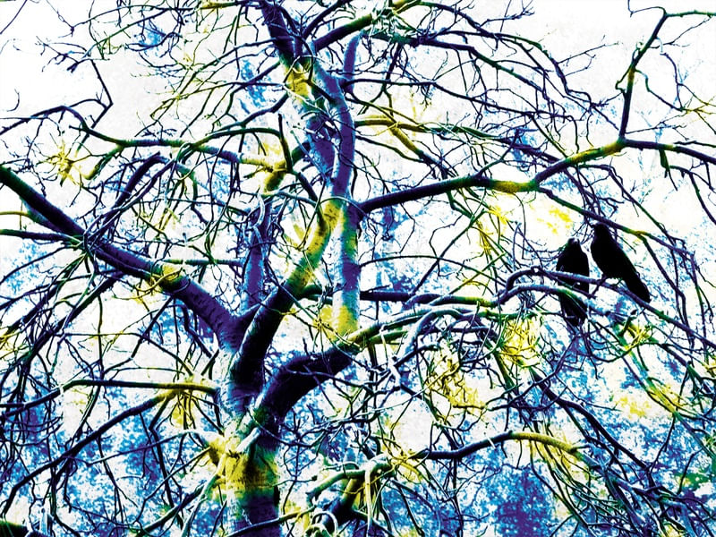 TREE CROW