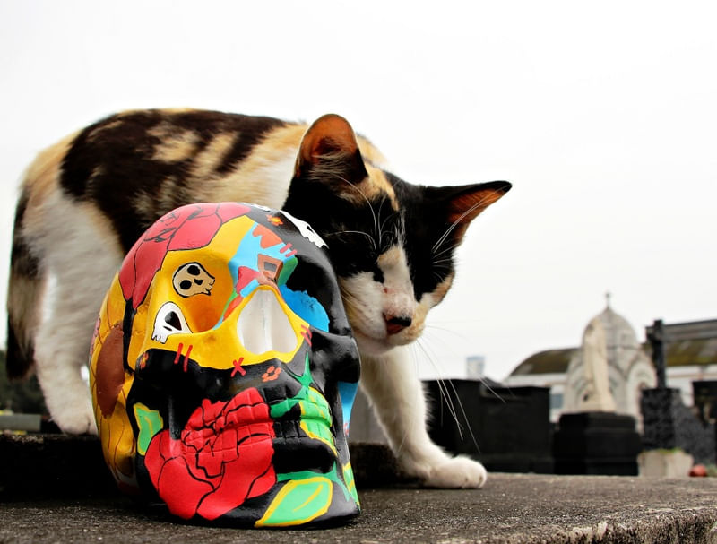 LOVE SKULL AND CAT