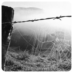 CERCA ARAME FARPADO PASTO TEIA DE ARANHA