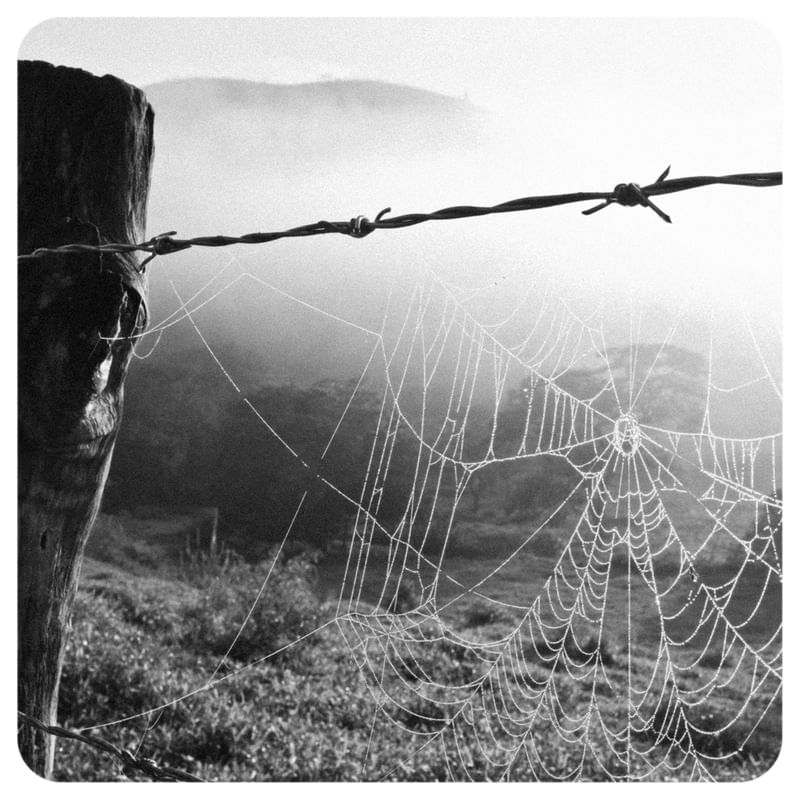 CERCA ARAME FARPADO PASTO TEIA DE ARANHA