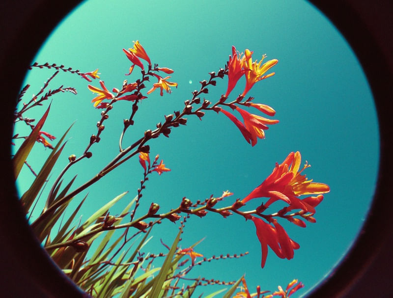 CALIFORNIA FLOWERS