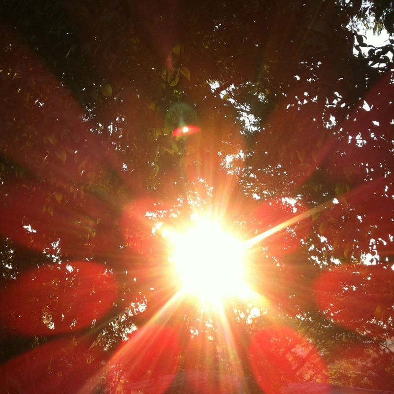 SUNSHINE TREES