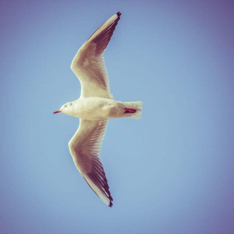 GAIVOTA BRITÂNICA