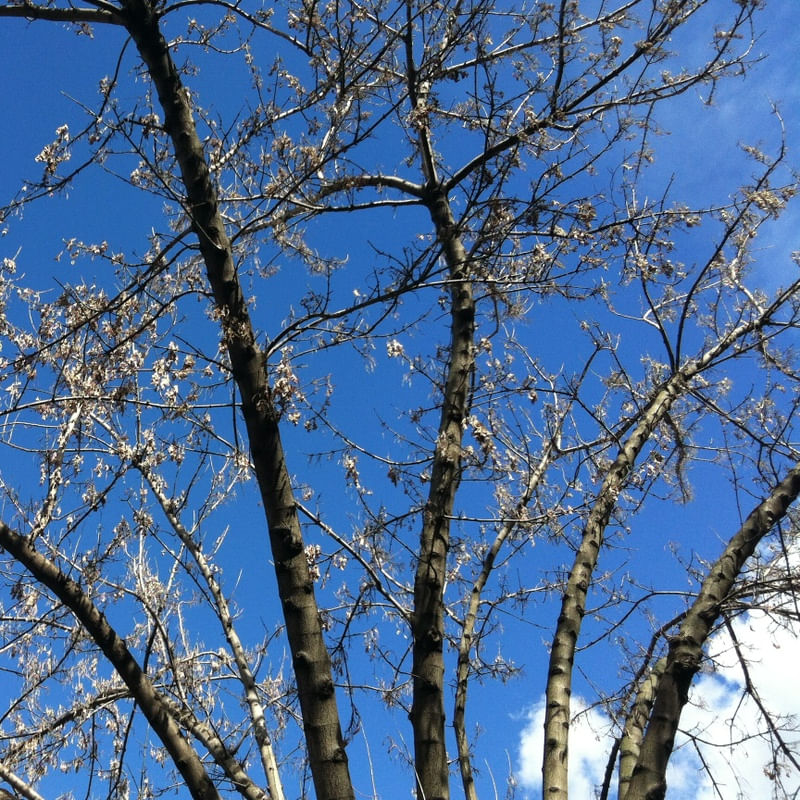 TREES 2