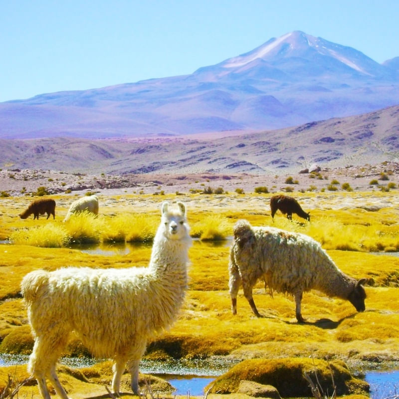 PACHAMAMA