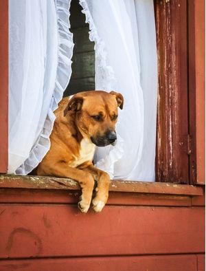 O CÃO NA JANELA