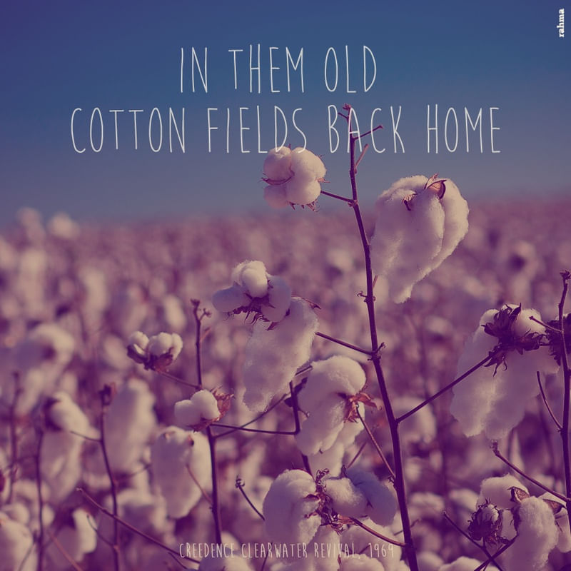 COTTON FIELDS