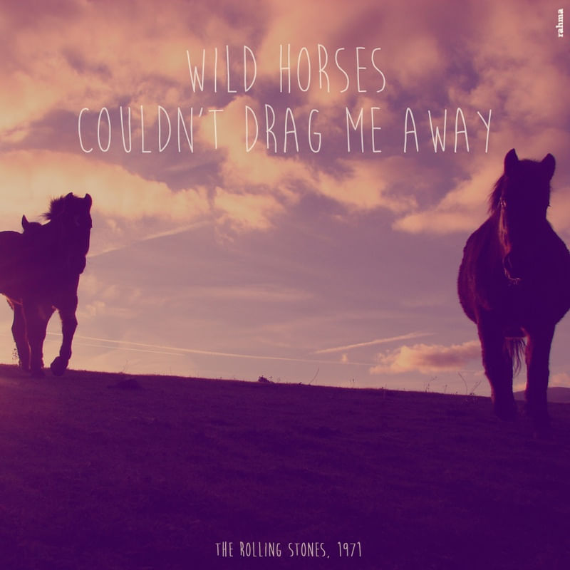 WILD HORSES