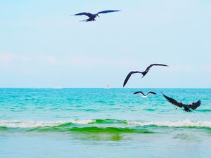 PÁSSAROS NO MAR
