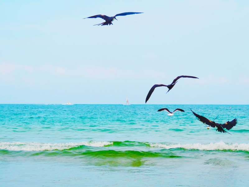 PÁSSAROS NO MAR