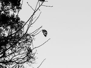 LONELY TREE LEAF