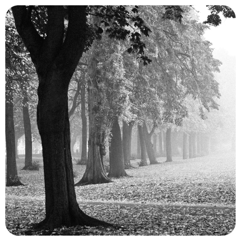 PARQUE LONDRINO WANSWORTH UK INGLATERRA ÁRVORES 269