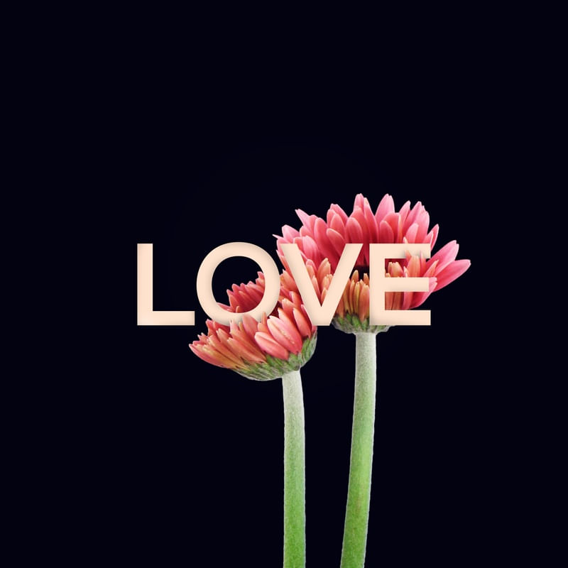 LOVE AND FLOWER