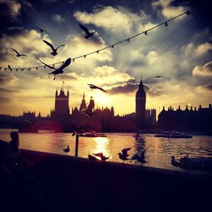 BRITISH PIGEONS