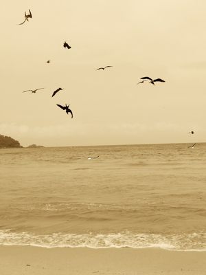 MAR SÉPIA III