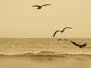 PASSAROS NO MAR I