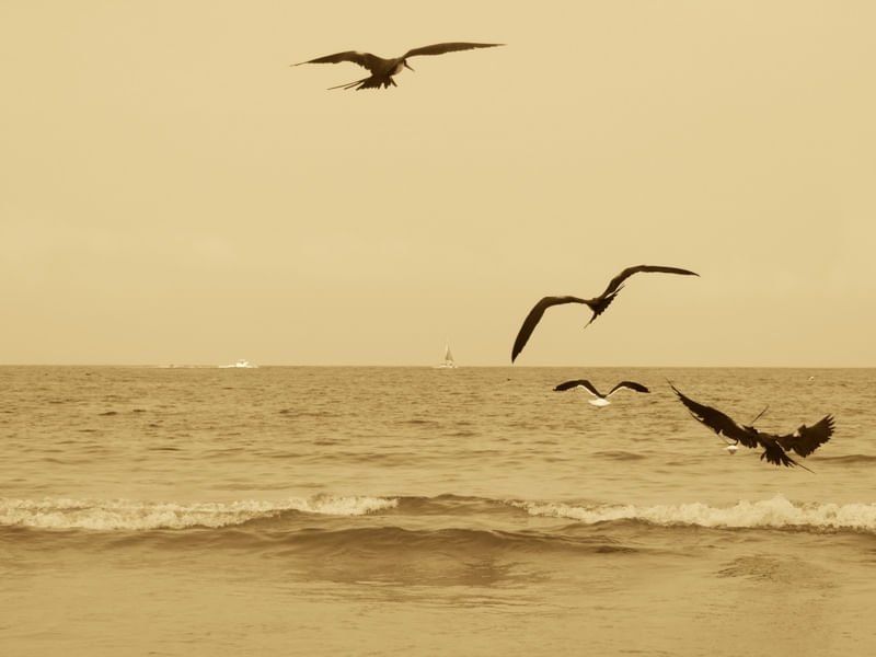 PASSAROS NO MAR I