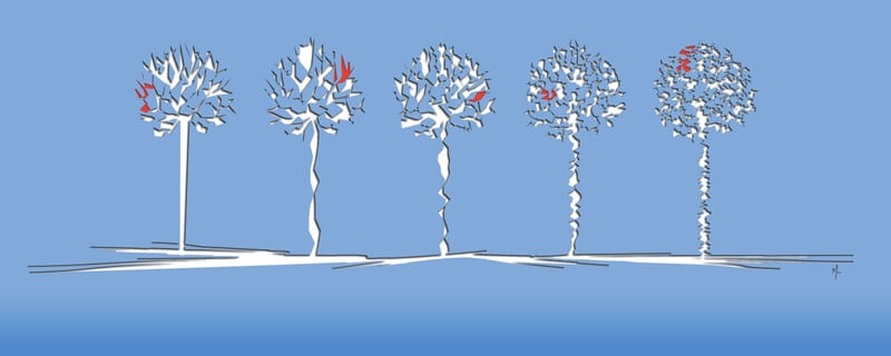 BLUE CUT TREES