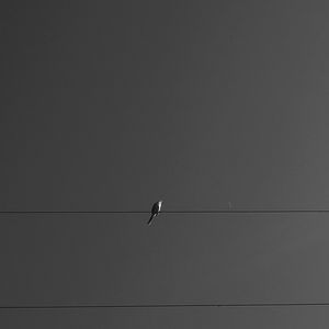 FREE BIRD III