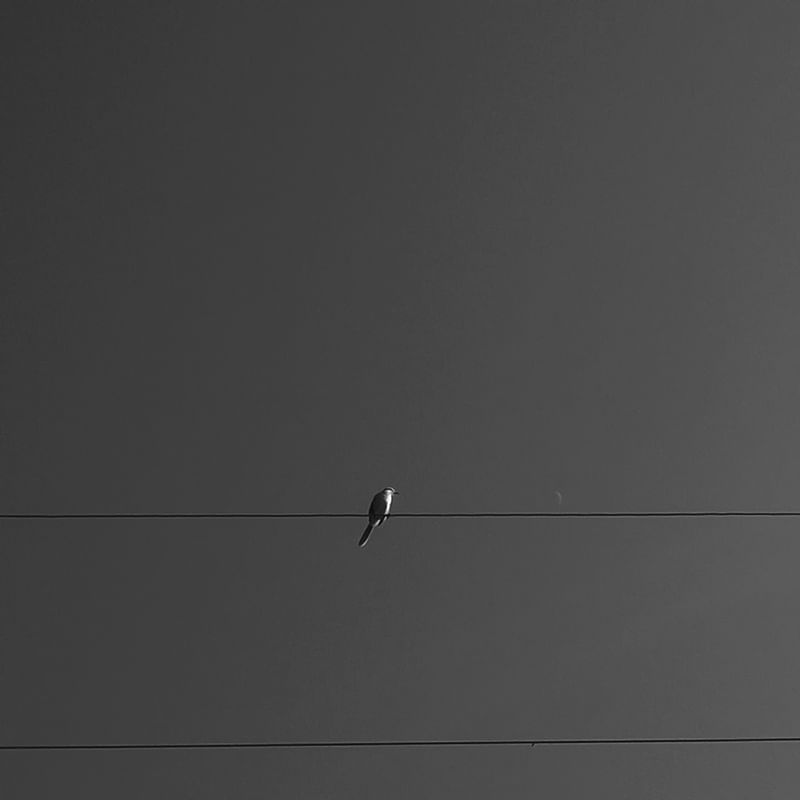 FREE BIRD III
