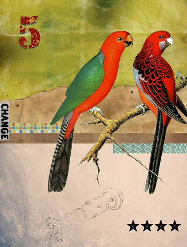ANIMAL COLLECTION: BIRDS