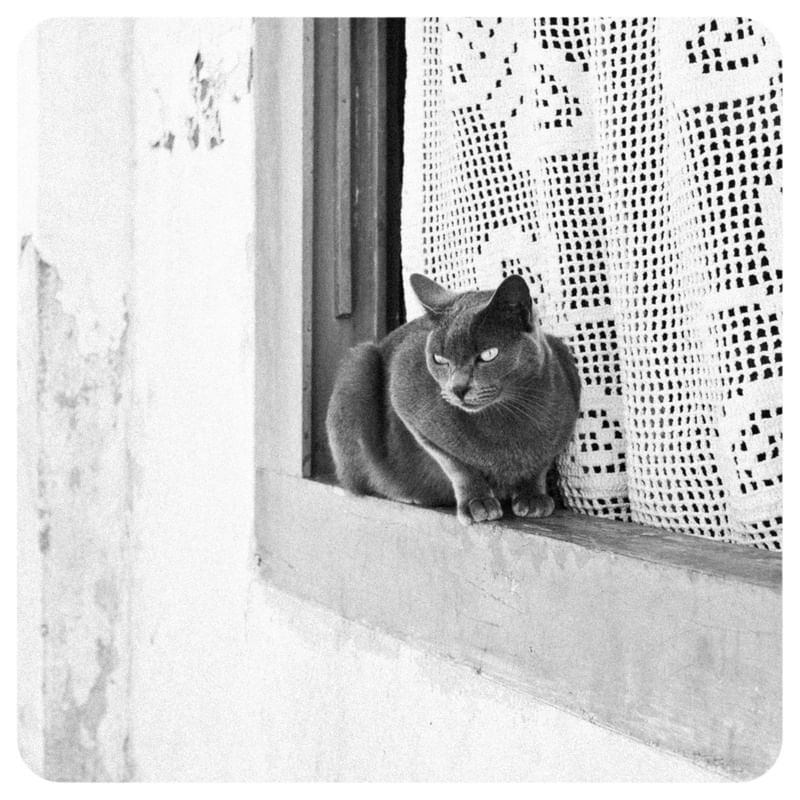 GATO NA JANELA 325