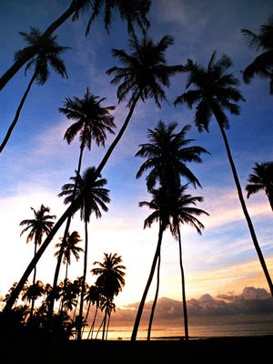 PARAÍSO TROPICAL II