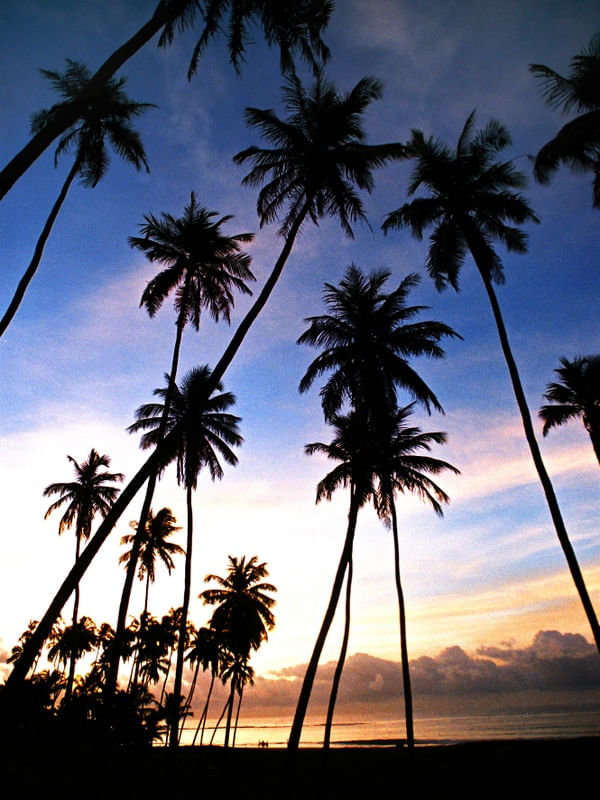 PARAÍSO TROPICAL II