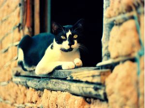 O GATO AZUL 2