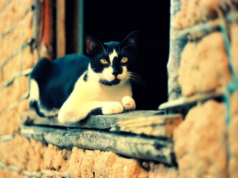 O GATO AZUL 2