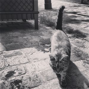 GATO PARISIENSE