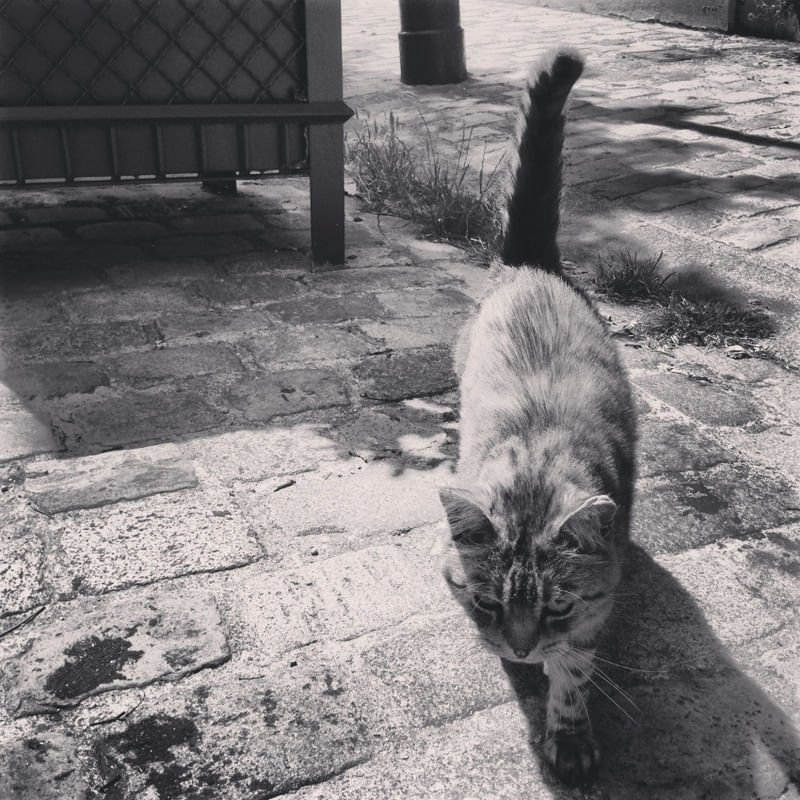 GATO PARISIENSE