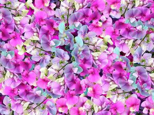 FLORZINHAS